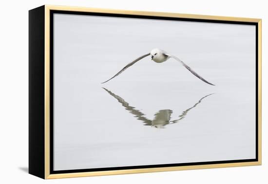 Norway, Svalbard, Northern Fulmar in Flight-Ellen Goff-Framed Premier Image Canvas