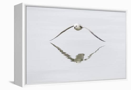 Norway, Svalbard, Northern Fulmar in Flight-Ellen Goff-Framed Premier Image Canvas