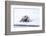 Norway, Svalbard, Pack Ice, Bearded Seal on Ice-Ellen Goff-Framed Photographic Print