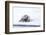 Norway, Svalbard, Pack Ice, Bearded Seal on Ice-Ellen Goff-Framed Photographic Print