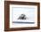 Norway, Svalbard, Pack Ice, Bearded Seal on Ice-Ellen Goff-Framed Photographic Print