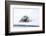 Norway, Svalbard, Pack Ice, Bearded Seal on Ice-Ellen Goff-Framed Photographic Print