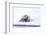 Norway, Svalbard, Pack Ice, Bearded Seal on Ice-Ellen Goff-Framed Photographic Print