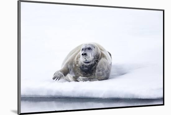 Norway, Svalbard, Pack Ice, Bearded Seal on Ice-Ellen Goff-Mounted Photographic Print
