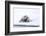 Norway, Svalbard, Pack Ice, Bearded Seal on Ice-Ellen Goff-Framed Photographic Print