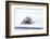 Norway, Svalbard, Pack Ice, Bearded Seal on Ice-Ellen Goff-Framed Photographic Print