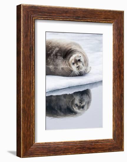 Norway, Svalbard, Pack Ice, Bearded Seal on Ice-Ellen Goff-Framed Photographic Print