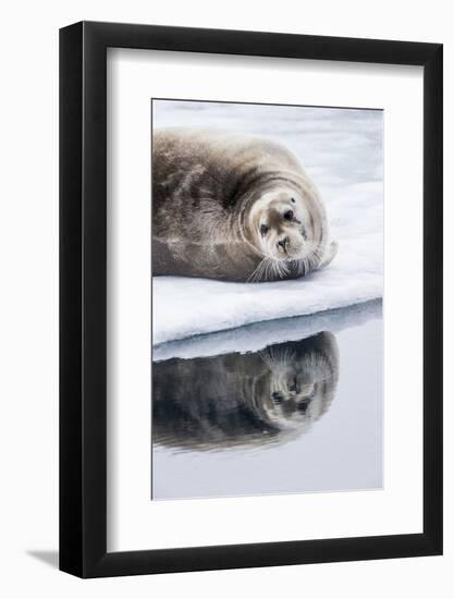 Norway, Svalbard, Pack Ice, Bearded Seal on Ice-Ellen Goff-Framed Photographic Print