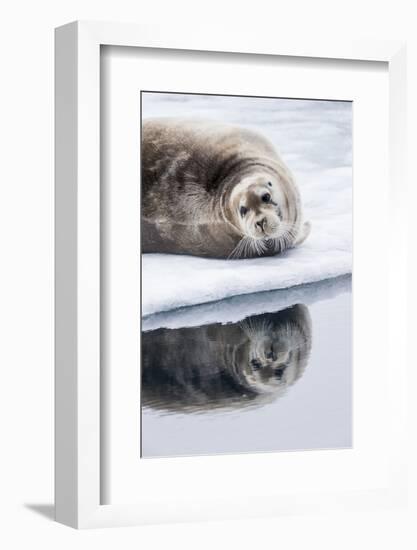 Norway, Svalbard, Pack Ice, Bearded Seal on Ice-Ellen Goff-Framed Photographic Print