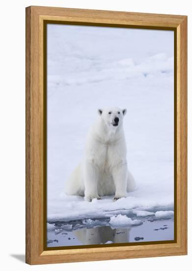 Norway, Svalbard, Pack Ice, Female Polar Bear-Ellen Goff-Framed Premier Image Canvas