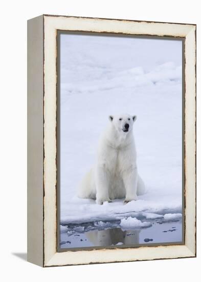 Norway, Svalbard, Pack Ice, Female Polar Bear-Ellen Goff-Framed Premier Image Canvas