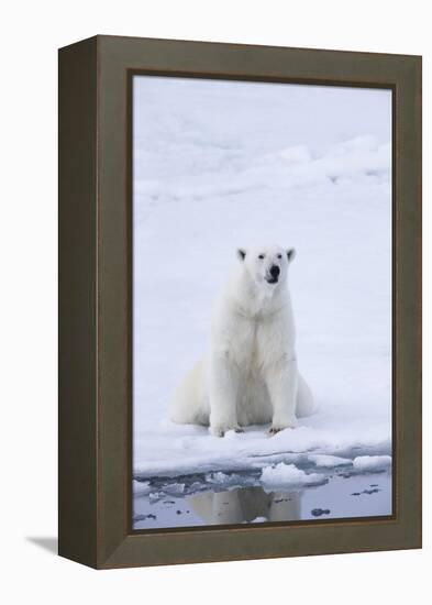 Norway, Svalbard, Pack Ice, Female Polar Bear-Ellen Goff-Framed Premier Image Canvas