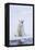 Norway, Svalbard, Pack Ice, Female Polar Bear-Ellen Goff-Framed Premier Image Canvas