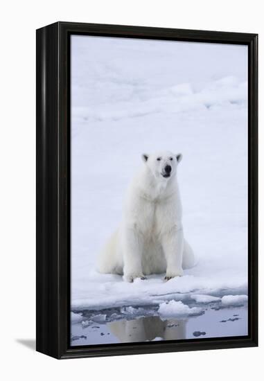 Norway, Svalbard, Pack Ice, Female Polar Bear-Ellen Goff-Framed Premier Image Canvas