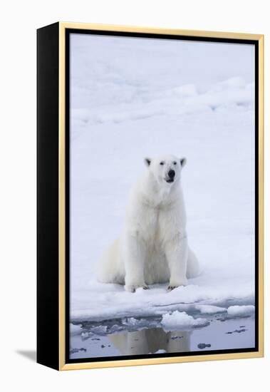 Norway, Svalbard, Pack Ice, Female Polar Bear-Ellen Goff-Framed Premier Image Canvas