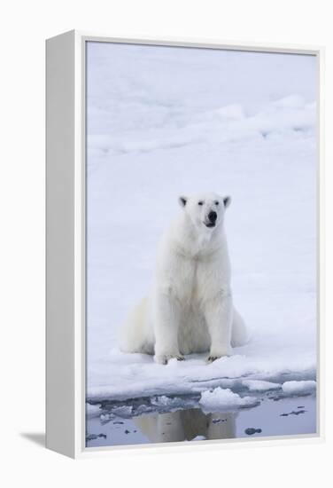 Norway, Svalbard, Pack Ice, Female Polar Bear-Ellen Goff-Framed Premier Image Canvas