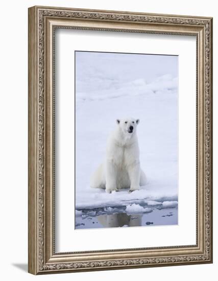 Norway, Svalbard, Pack Ice, Female Polar Bear-Ellen Goff-Framed Photographic Print