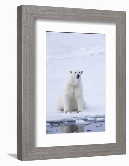 Norway, Svalbard, Pack Ice, Female Polar Bear-Ellen Goff-Framed Photographic Print