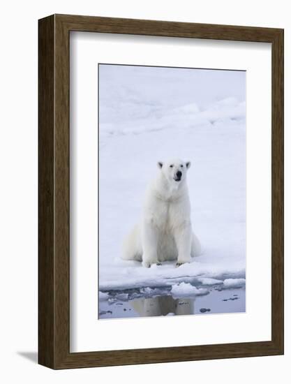 Norway, Svalbard, Pack Ice, Female Polar Bear-Ellen Goff-Framed Photographic Print
