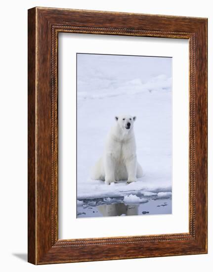 Norway, Svalbard, Pack Ice, Female Polar Bear-Ellen Goff-Framed Photographic Print