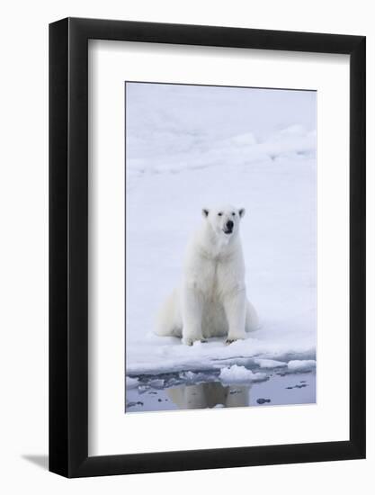 Norway, Svalbard, Pack Ice, Female Polar Bear-Ellen Goff-Framed Photographic Print