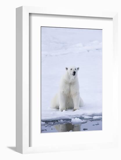 Norway, Svalbard, Pack Ice, Female Polar Bear-Ellen Goff-Framed Photographic Print