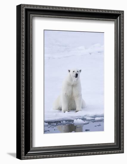 Norway, Svalbard, Pack Ice, Female Polar Bear-Ellen Goff-Framed Photographic Print