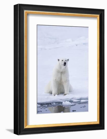 Norway, Svalbard, Pack Ice, Female Polar Bear-Ellen Goff-Framed Photographic Print