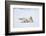 Norway, Svalbard, Pack Ice, Polar Bear Rolling to Clean Fur-Ellen Goff-Framed Photographic Print