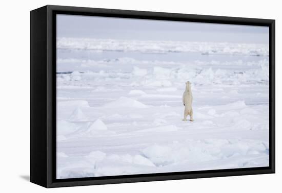 Norway, Svalbard, Pack Ice, Polar Bear Standing-Ellen Goff-Framed Premier Image Canvas