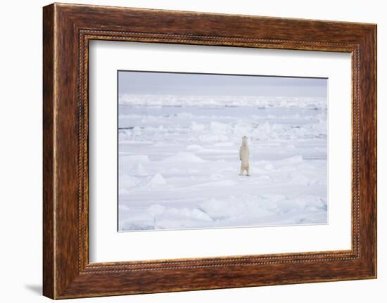 Norway, Svalbard, Pack Ice, Polar Bear Standing-Ellen Goff-Framed Photographic Print