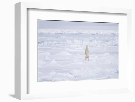 Norway, Svalbard, Pack Ice, Polar Bear Standing-Ellen Goff-Framed Photographic Print