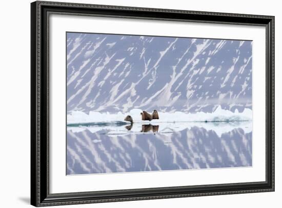 Norway, Svalbard, Pack Ice, Walrus on Ice Floes-Ellen Goff-Framed Photographic Print