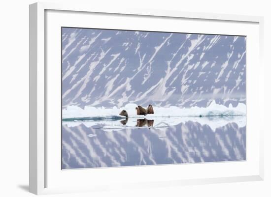 Norway, Svalbard, Pack Ice, Walrus on Ice Floes-Ellen Goff-Framed Photographic Print