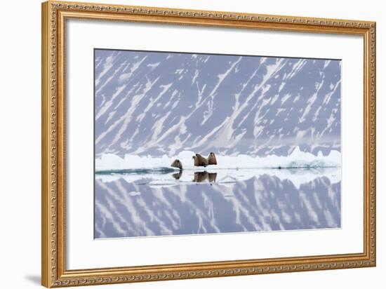 Norway, Svalbard, Pack Ice, Walrus on Ice Floes-Ellen Goff-Framed Photographic Print