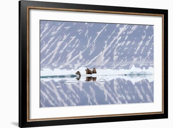 Norway, Svalbard, Pack Ice, Walrus on Ice Floes-Ellen Goff-Framed Photographic Print