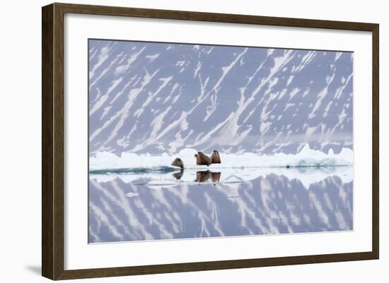 Norway, Svalbard, Pack Ice, Walrus on Ice Floes-Ellen Goff-Framed Photographic Print