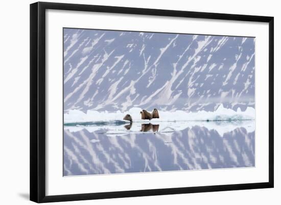 Norway, Svalbard, Pack Ice, Walrus on Ice Floes-Ellen Goff-Framed Photographic Print