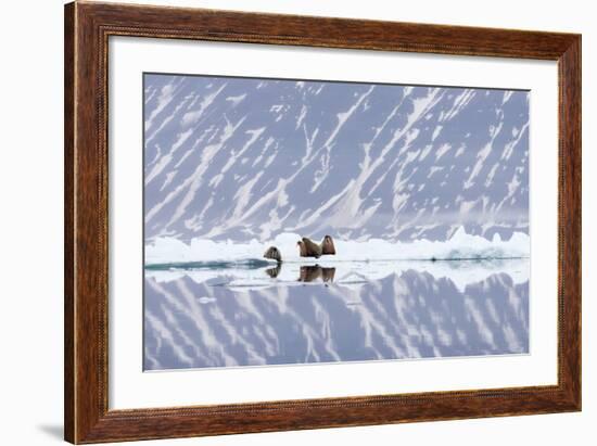 Norway, Svalbard, Pack Ice, Walrus on Ice Floes-Ellen Goff-Framed Photographic Print