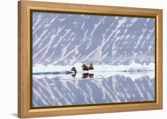 Norway, Svalbard, Pack Ice, Walrus on Ice Floes-Ellen Goff-Framed Premier Image Canvas