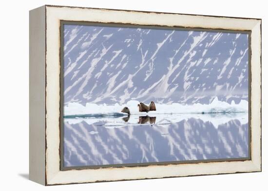 Norway, Svalbard, Pack Ice, Walrus on Ice Floes-Ellen Goff-Framed Premier Image Canvas