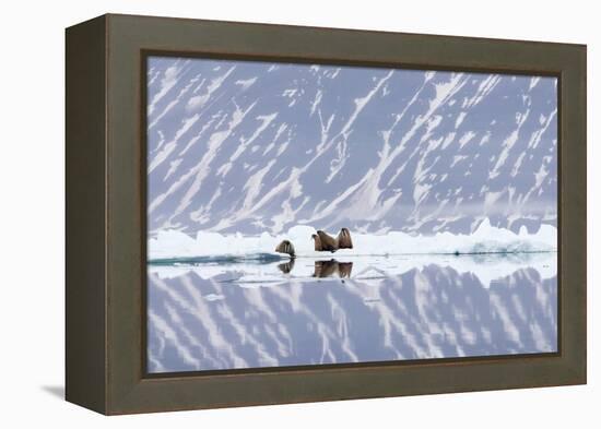 Norway, Svalbard, Pack Ice, Walrus on Ice Floes-Ellen Goff-Framed Premier Image Canvas