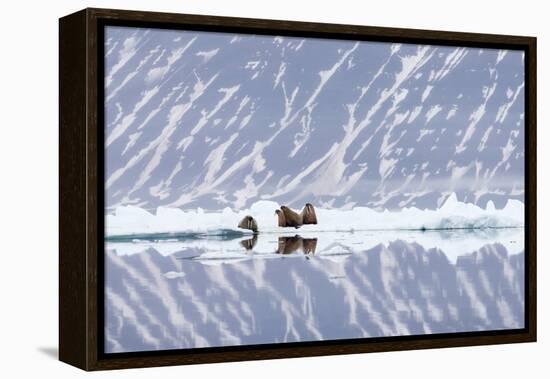 Norway, Svalbard, Pack Ice, Walrus on Ice Floes-Ellen Goff-Framed Premier Image Canvas