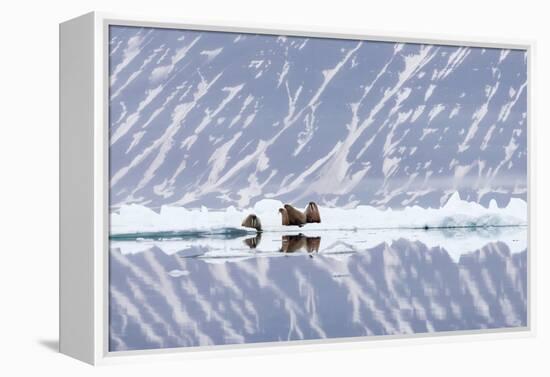 Norway, Svalbard, Pack Ice, Walrus on Ice Floes-Ellen Goff-Framed Premier Image Canvas