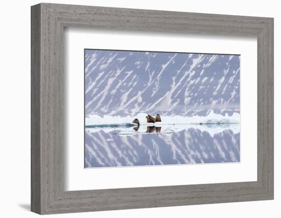 Norway, Svalbard, Pack Ice, Walrus on Ice Floes-Ellen Goff-Framed Photographic Print