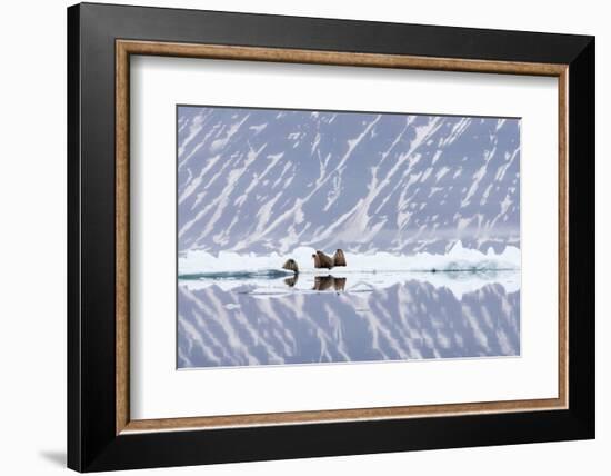 Norway, Svalbard, Pack Ice, Walrus on Ice Floes-Ellen Goff-Framed Photographic Print