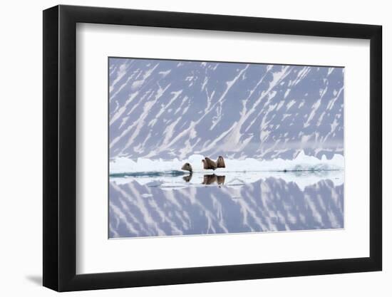 Norway, Svalbard, Pack Ice, Walrus on Ice Floes-Ellen Goff-Framed Photographic Print