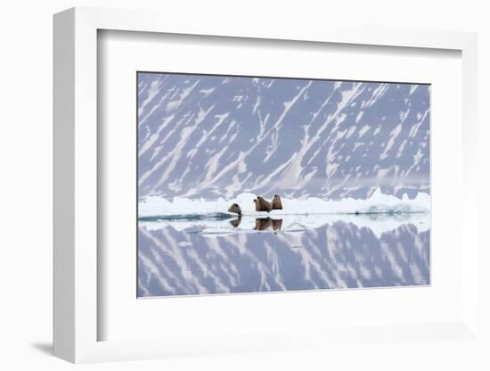 Norway, Svalbard, Pack Ice, Walrus on Ice Floes-Ellen Goff-Framed Photographic Print