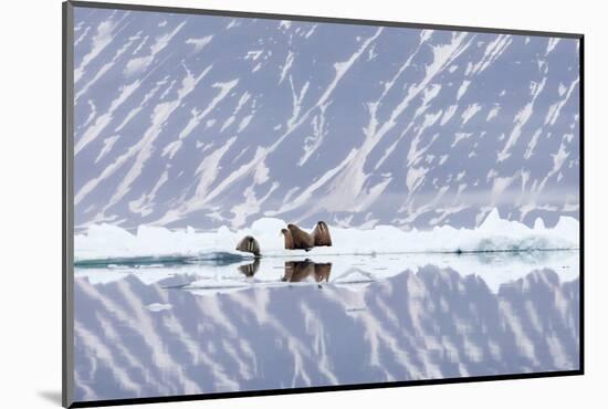 Norway, Svalbard, Pack Ice, Walrus on Ice Floes-Ellen Goff-Mounted Photographic Print