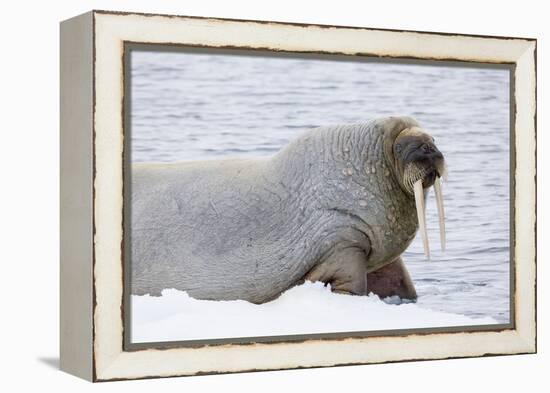 Norway, Svalbard, Pack Ice, Walrus on Ice Floes-Ellen Goff-Framed Premier Image Canvas